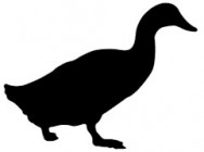 Duck1