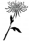 chrysanth