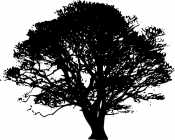 maple_tree